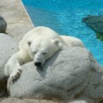 czoo-de-la-palmyreles-mathescharenbte-maritimefrance36large